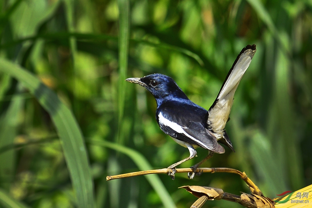 雌雄鹊鸲 - 辽宁版 liaoning 鸟网