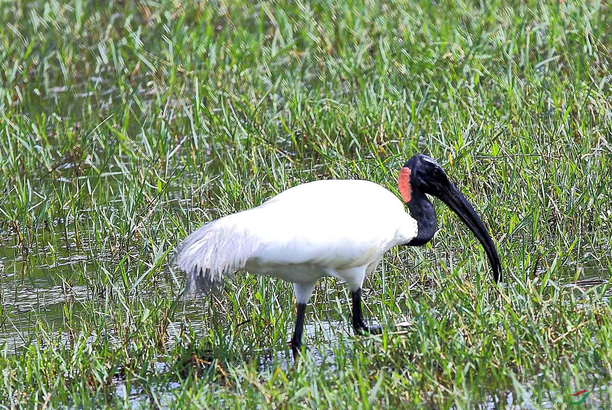 这只黑头白鹮的颈部红斑是皮肤病还是基因突变