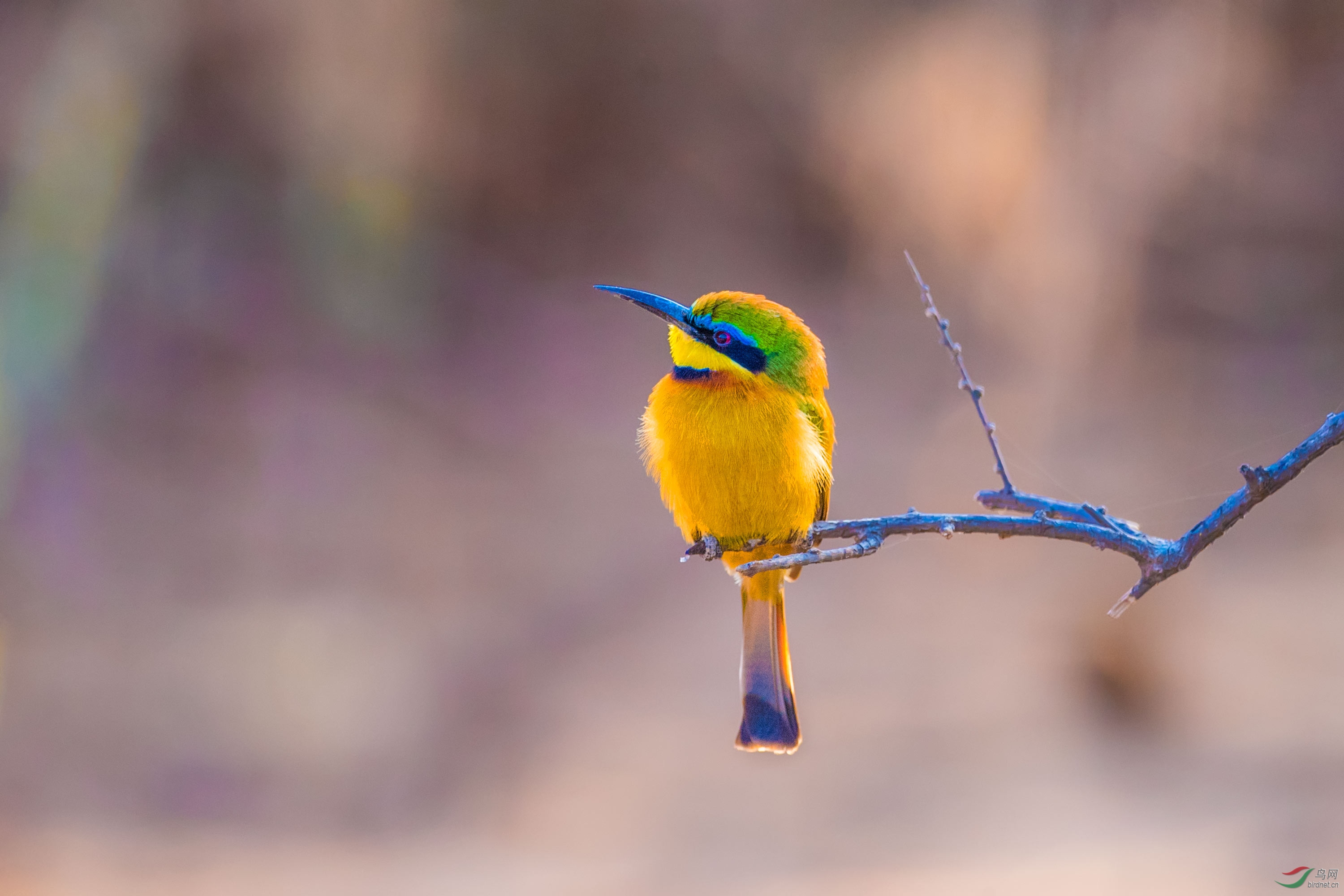 (小蜂虎)索马里蜂虎