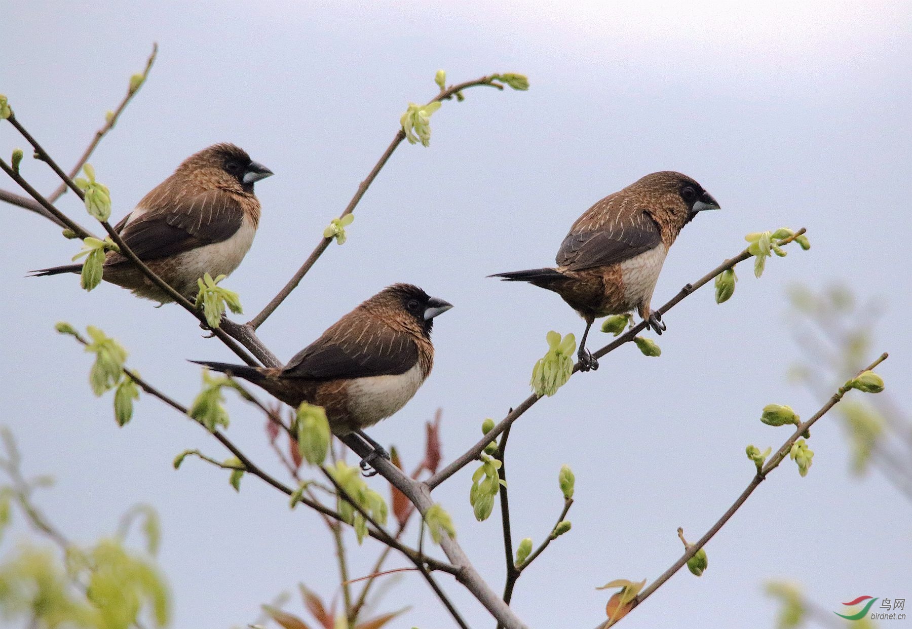 周末问好--三鸟同枝,神态各异