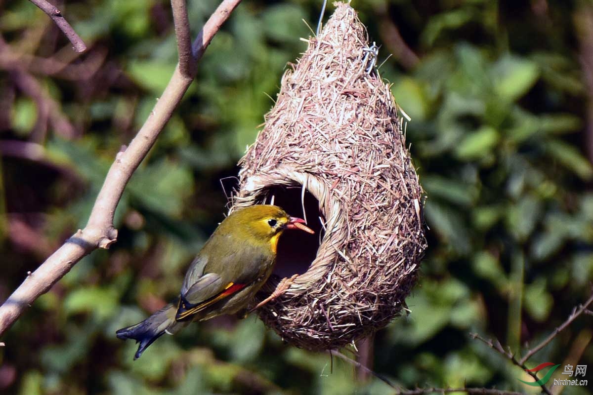 在树林中护鸟人悬挂的鸟巢觅食的红嘴相思鸟四