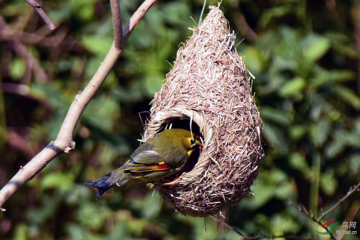 在树林中护鸟人悬挂的鸟巢觅食的红嘴相思鸟四