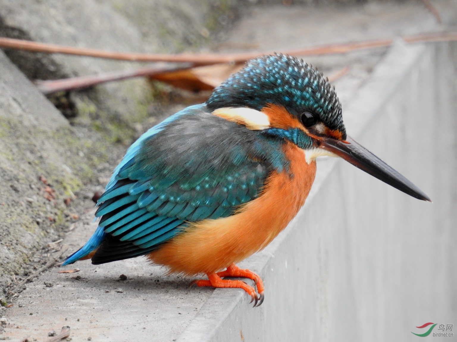 我用尼康p900s拍鸟的一点感受