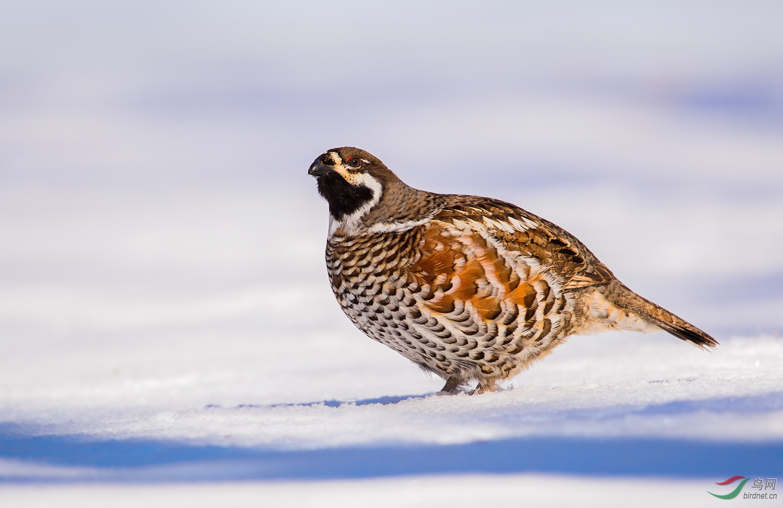 花尾榛鸡(祝贺荣获鸟类首页精华)