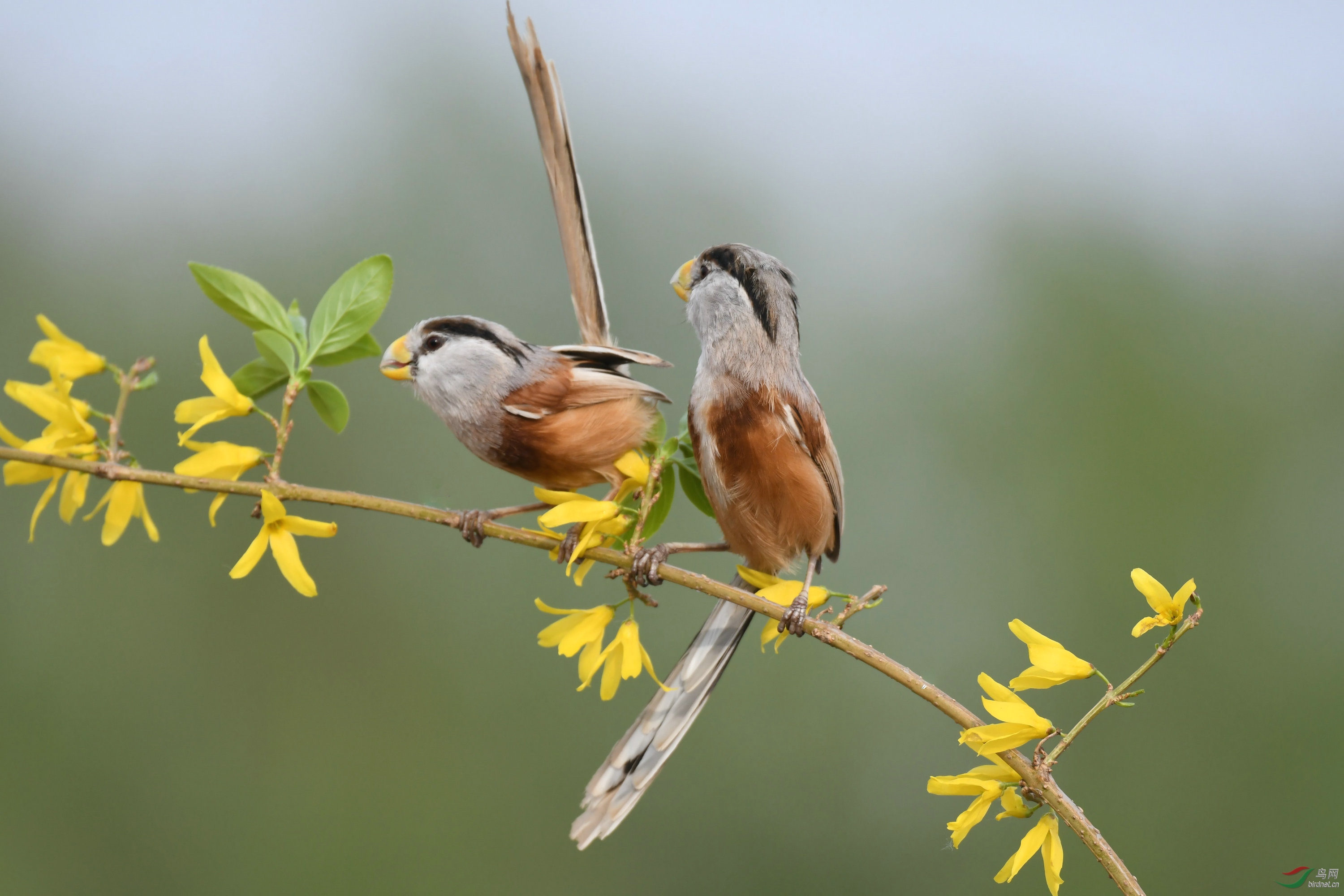 树上的鸟儿成双对
