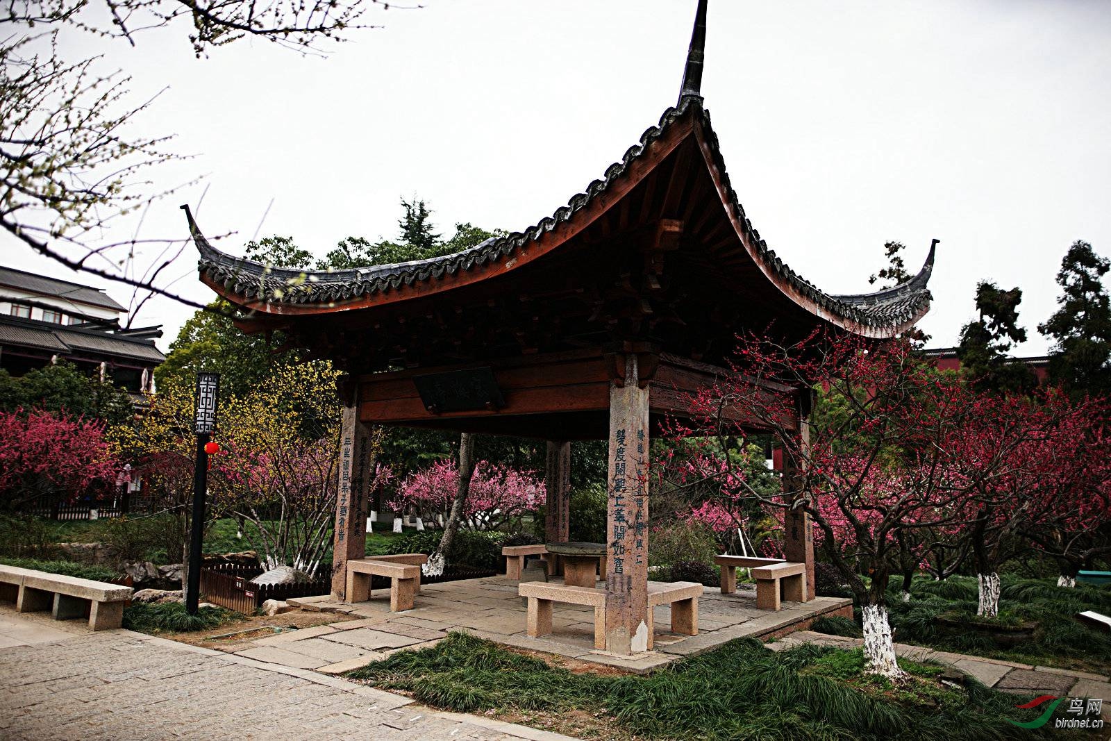 杭州塘栖超山风景区大明堂梅花