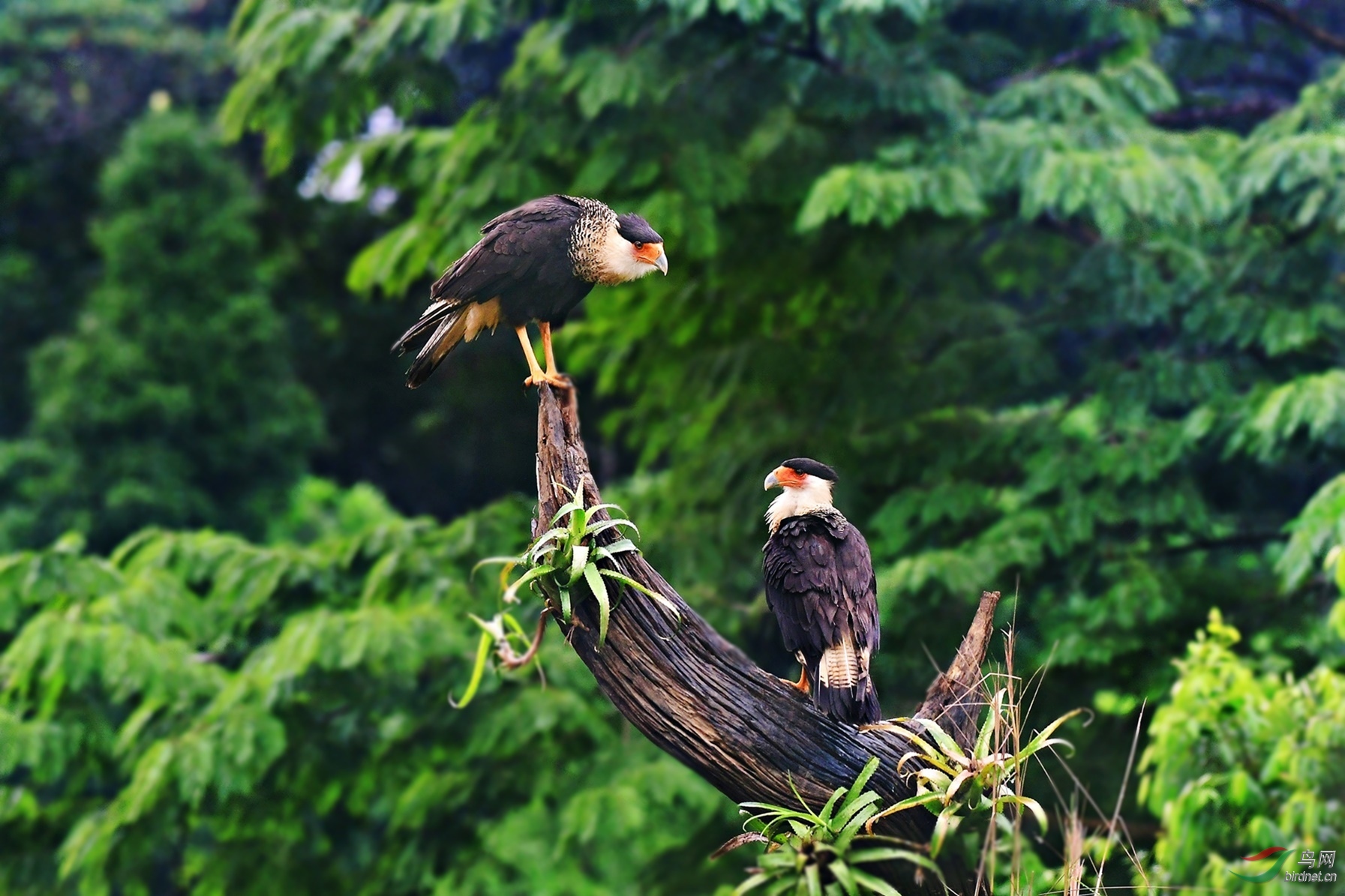 猛禽你在想什么一对凤头卡拉鹰