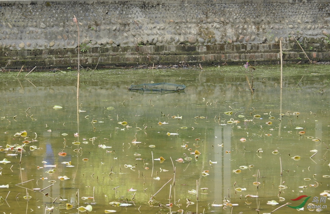 ��Ҷ�ѳ���ˮ��