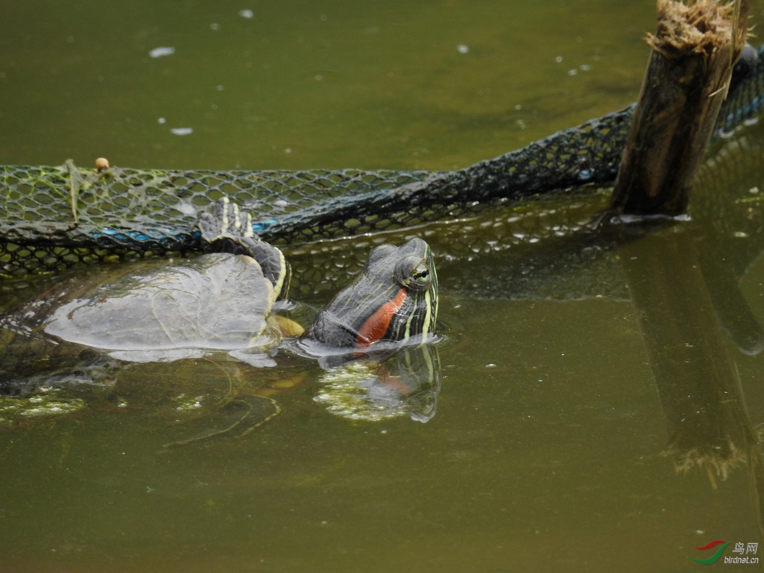 ��������͵��С��ĵ���15��