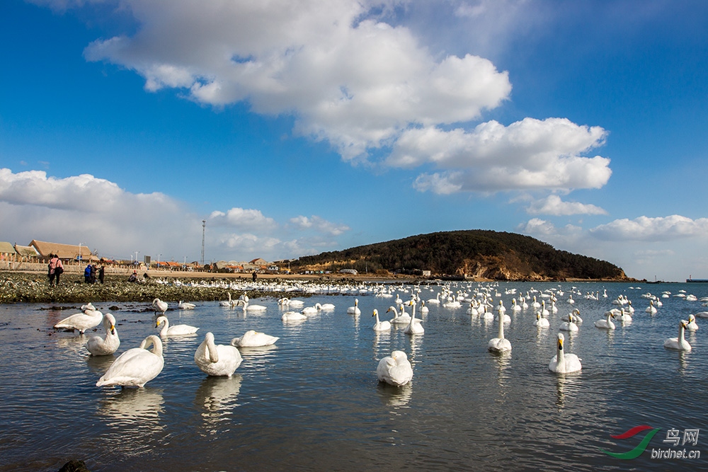 荣成大天鹅