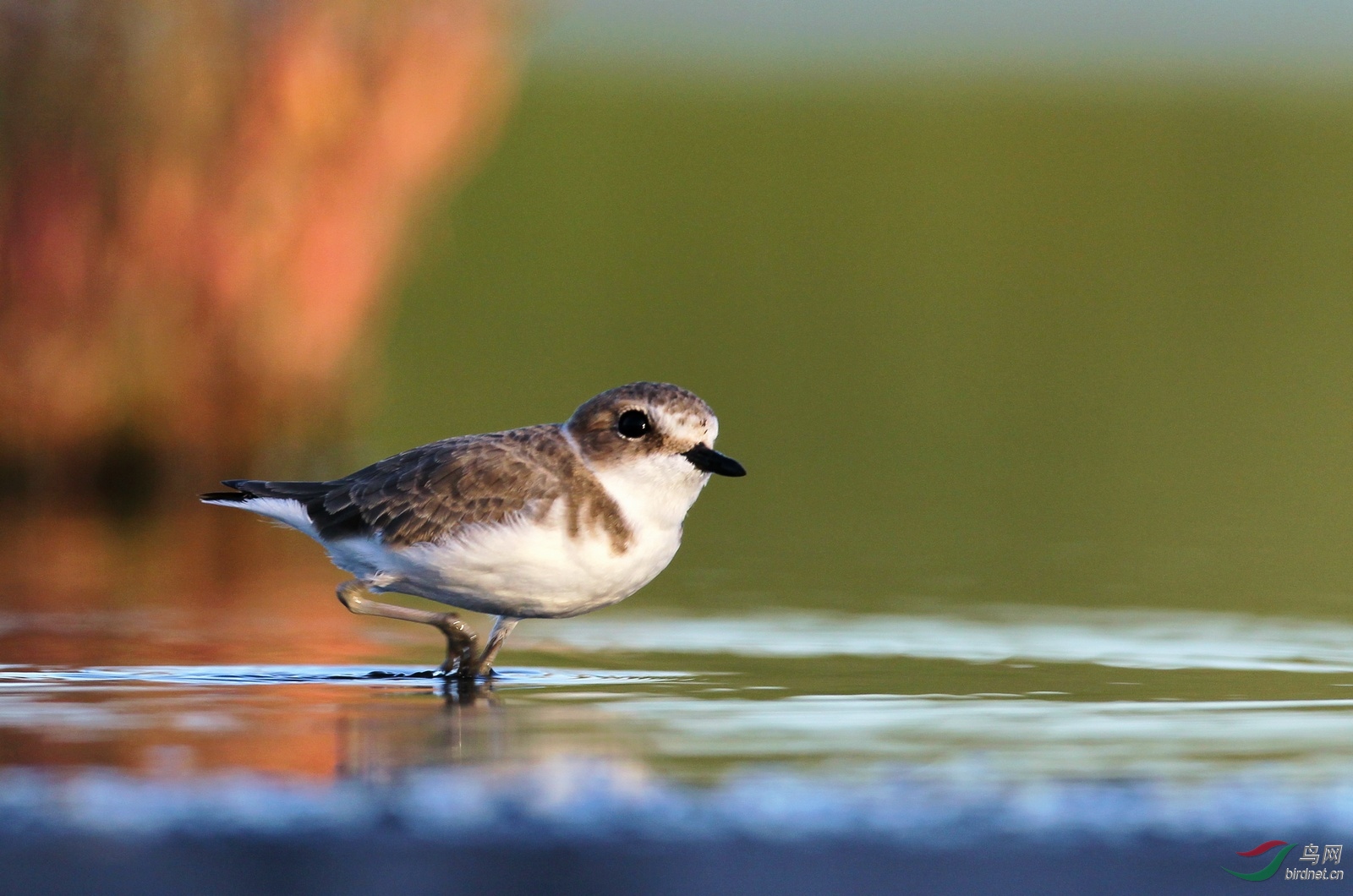 大眼睛——环颈鸻