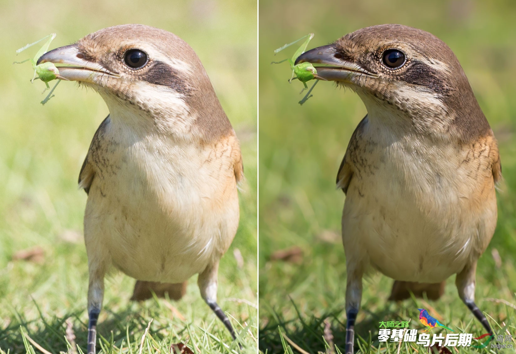 zero_bird_sample06.jpg