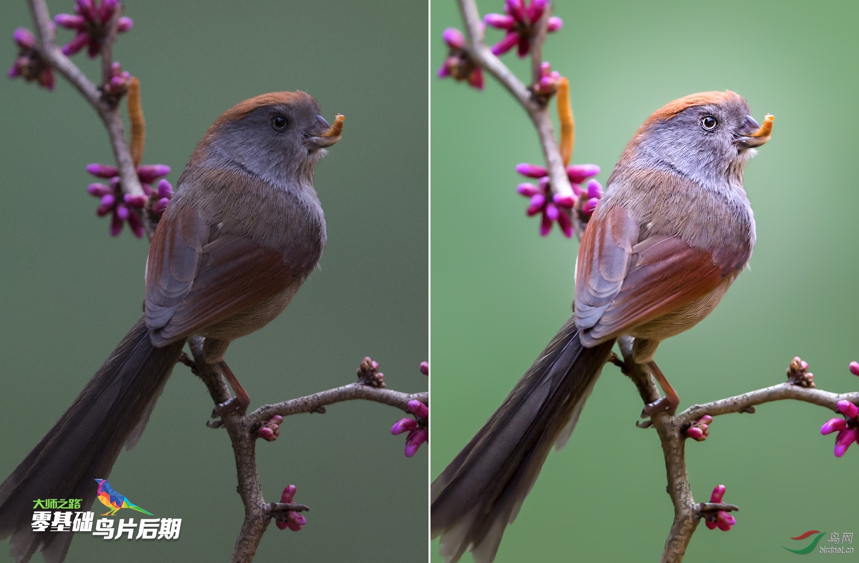 zero_bird_sample07.jpg