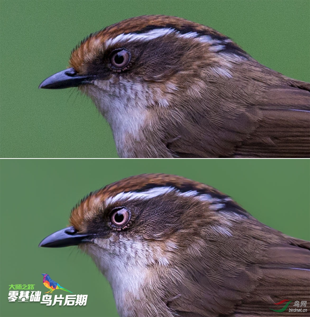 zero_bird_sample01.jpg
