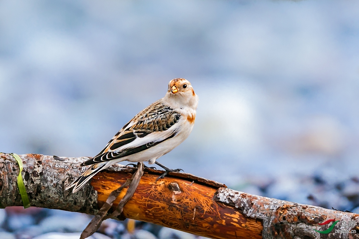 海岸的雪鹀 春福精华.jpg