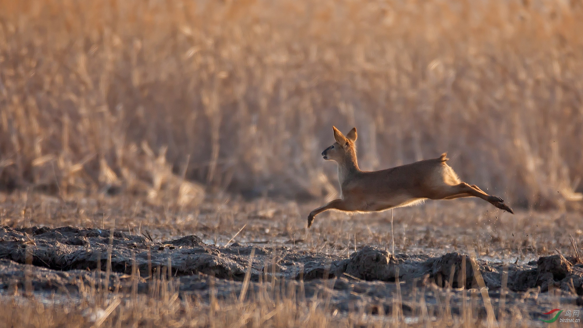 牙獐(祝贺荣获首页动物精华)