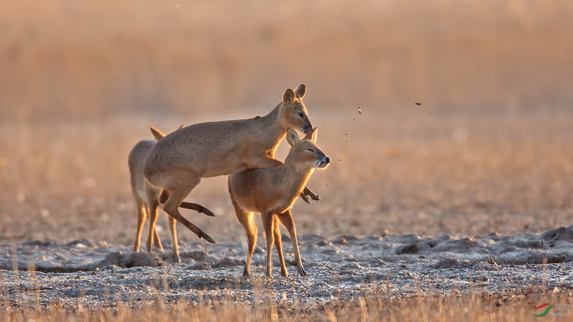 牙獐(祝贺荣获首页动物精华)