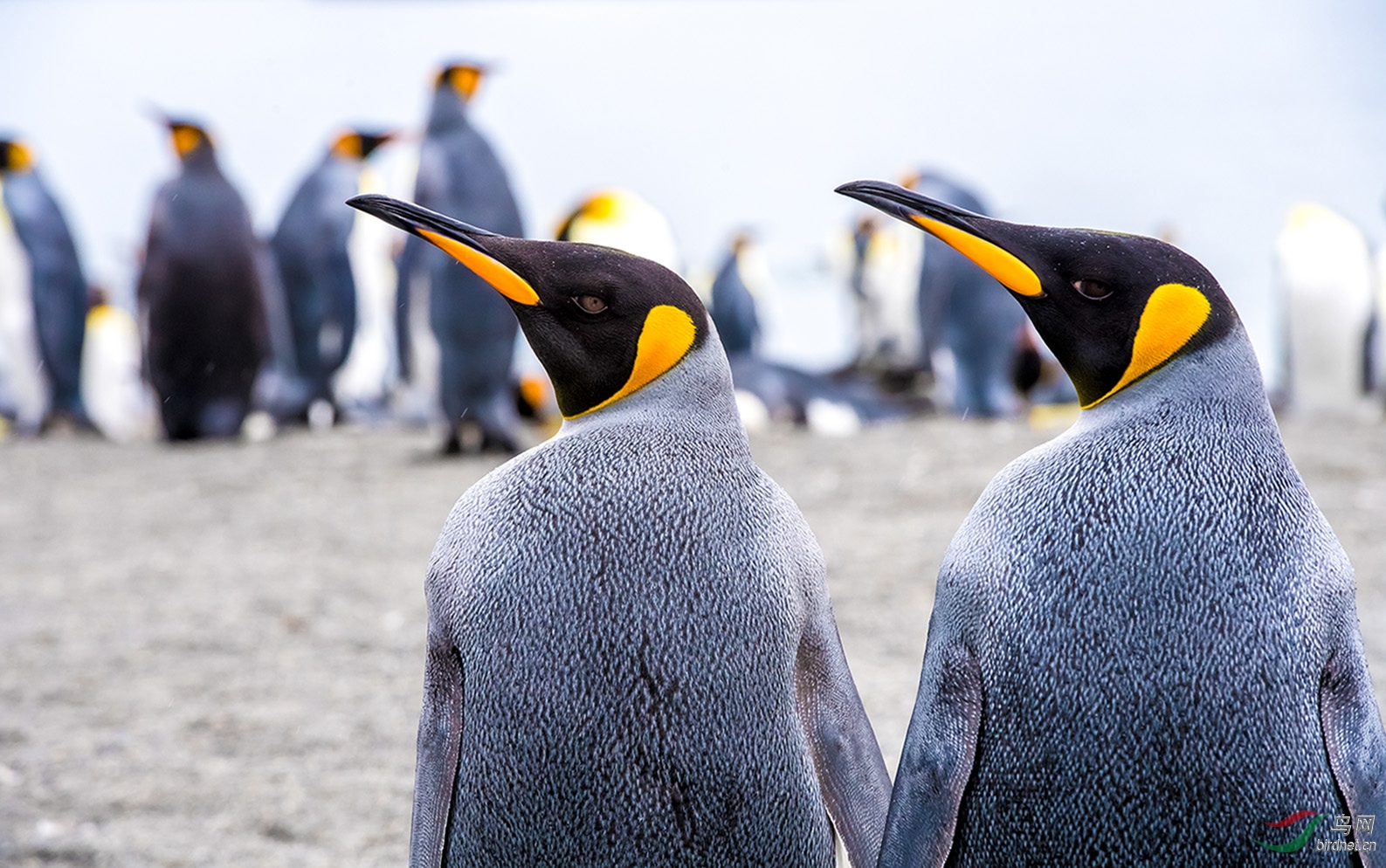 神秘南极-王企鹅(祝贺图3荣获首页鸟类精华)