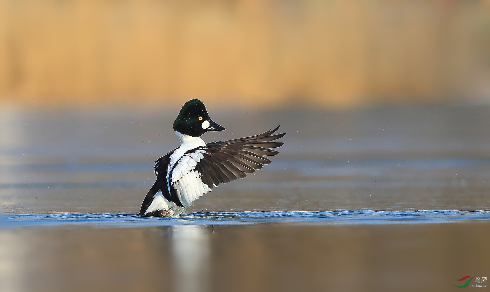 低角度拍鹊鸭(恭贺荣获首页鸟类精华)