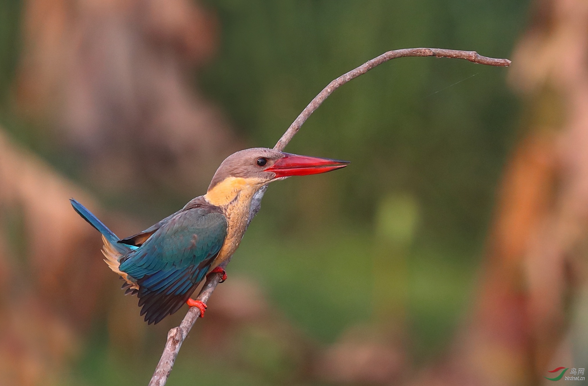 林鸟珍惜罕见鸟鹳嘴翡翠