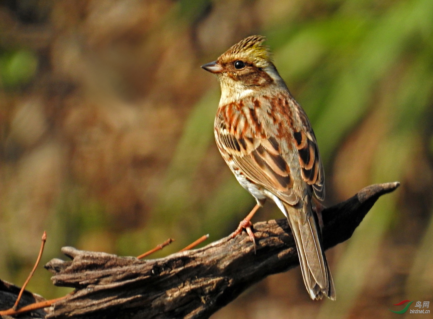 DSCN4512 ����.jpg