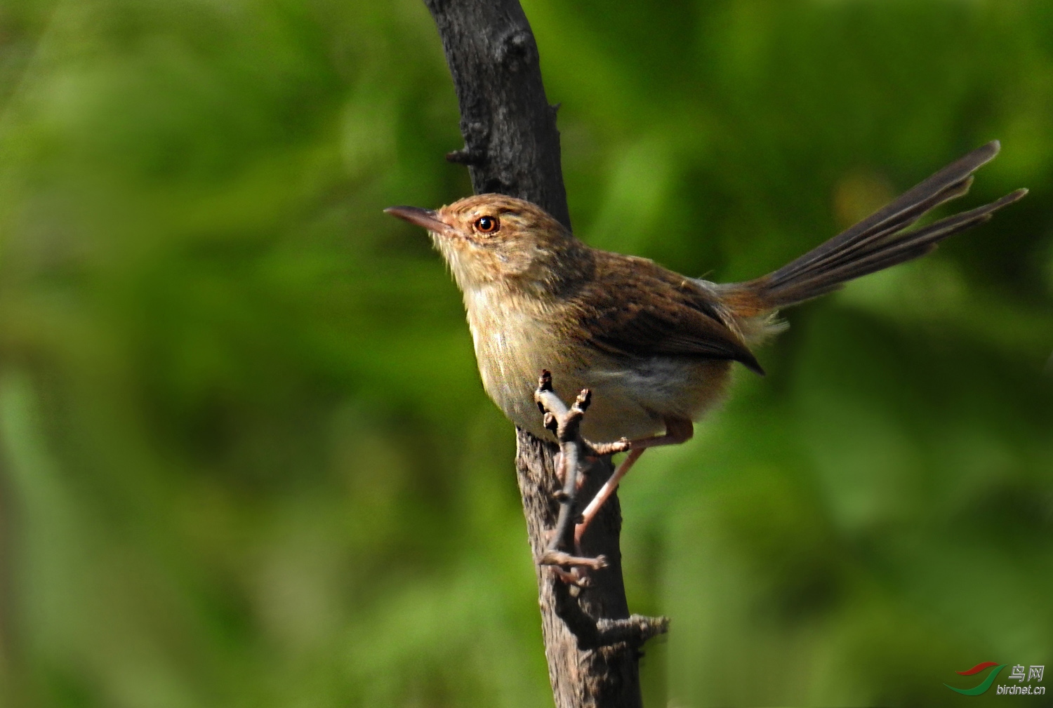 DSCN4517 ����.jpg