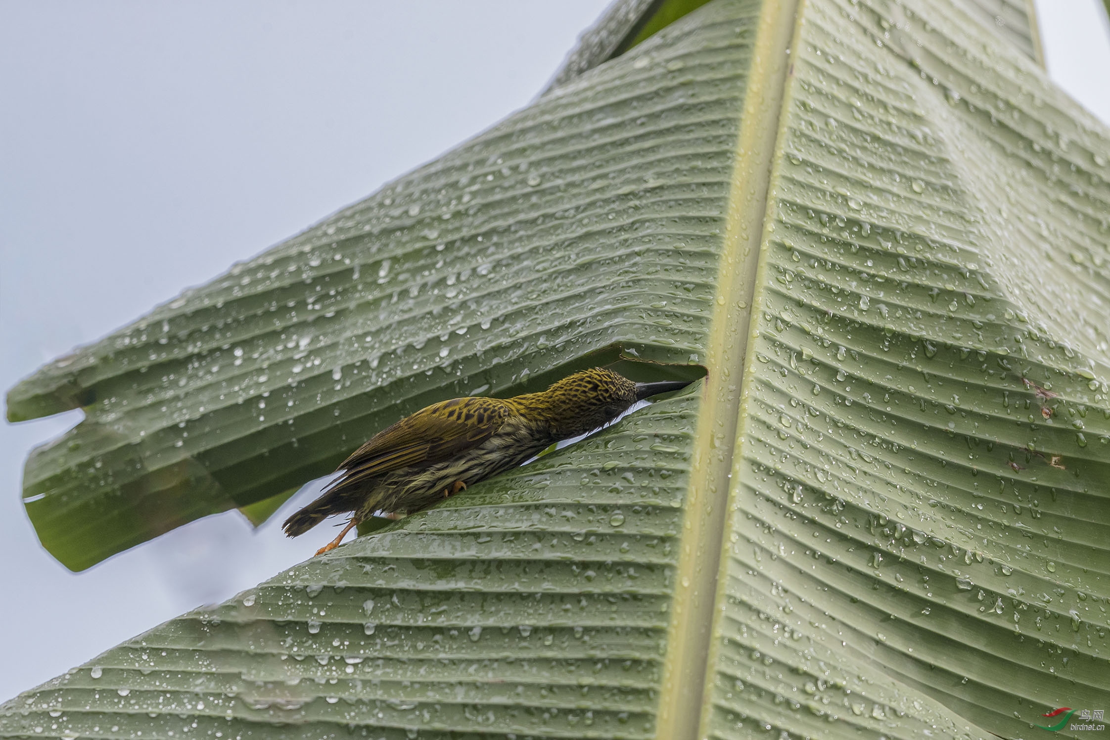 用芭蕉叶的露水洗澡(组图)