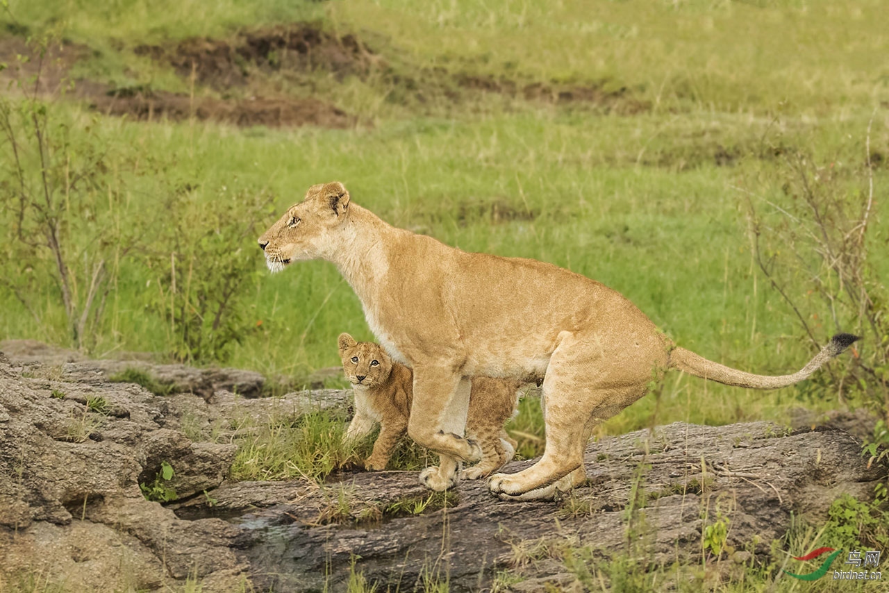 狮宝宝的仰望眼光
