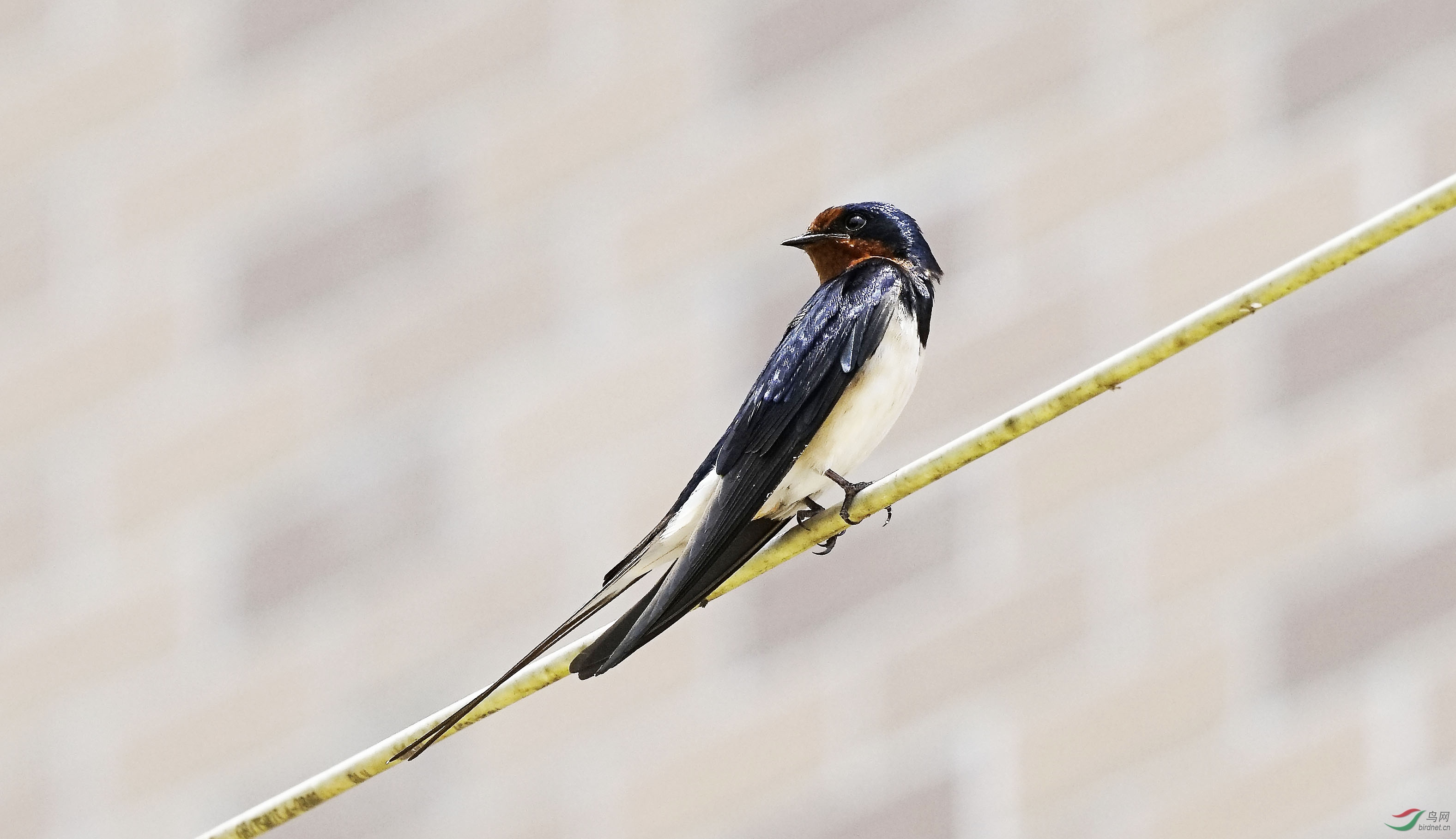 海南越冬的北方雨燕