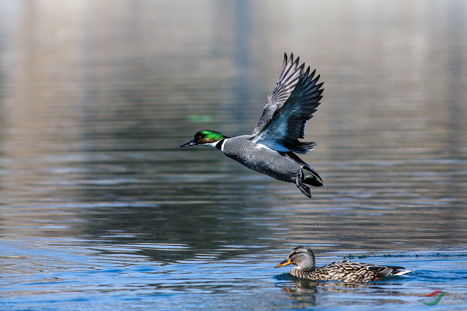 武陵春色罗纹鸭