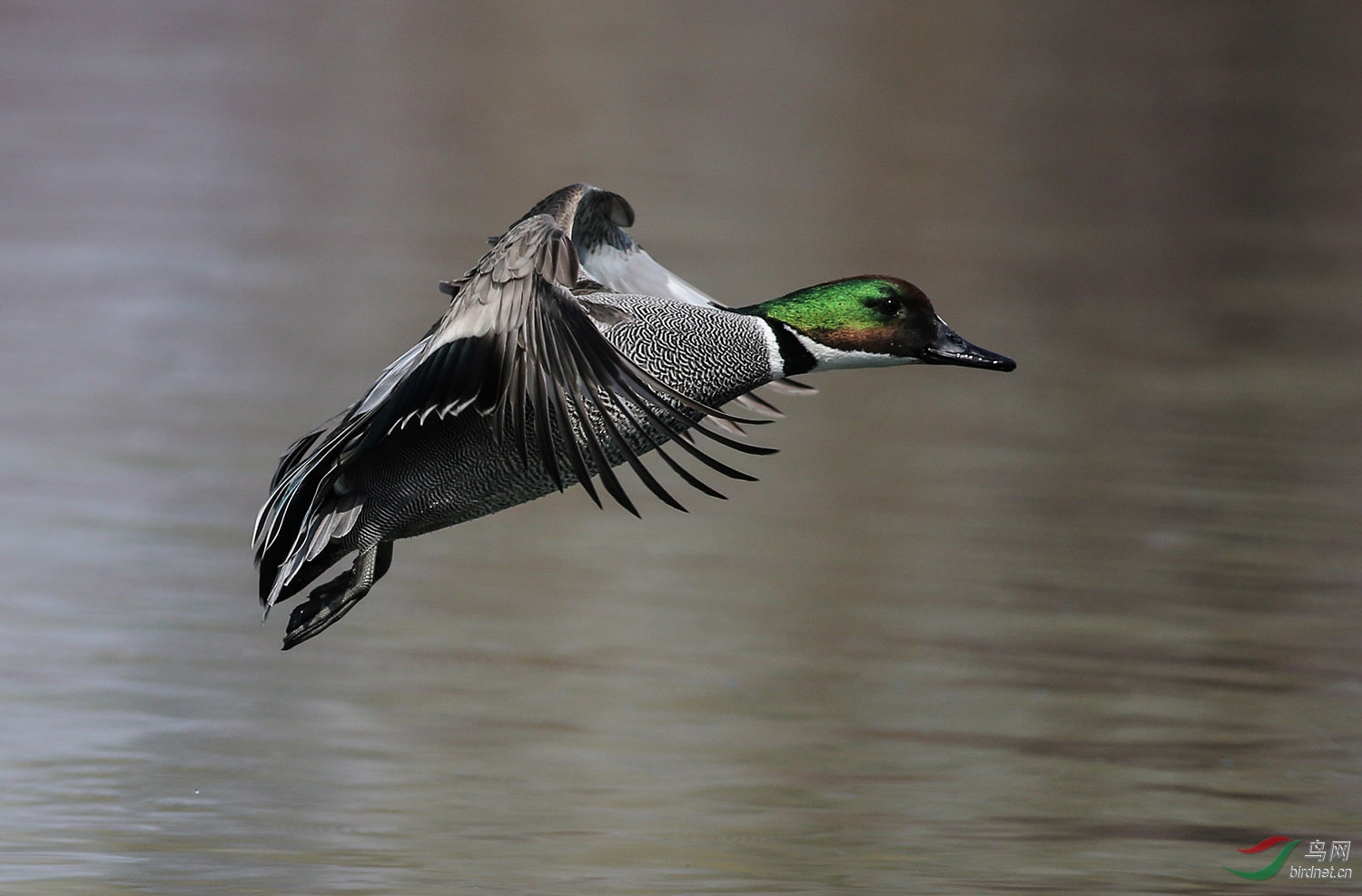 武陵春色罗纹鸭