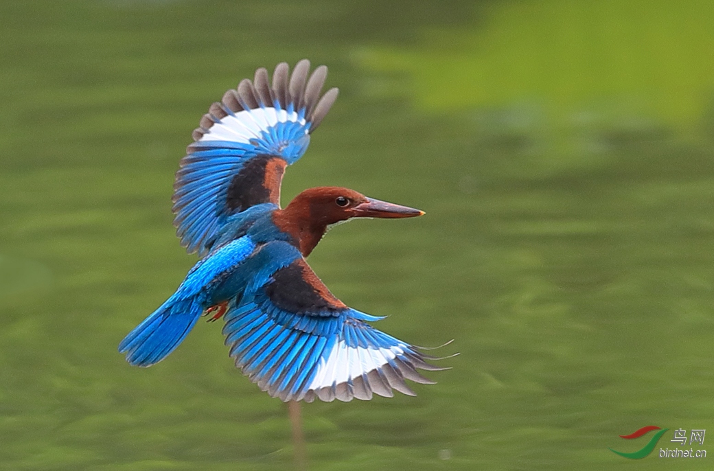 [水鸟] 展翅飞翔---白胸翡翠