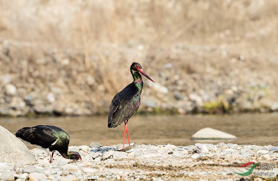 水落溪鱼出,村深田鹳鸣.