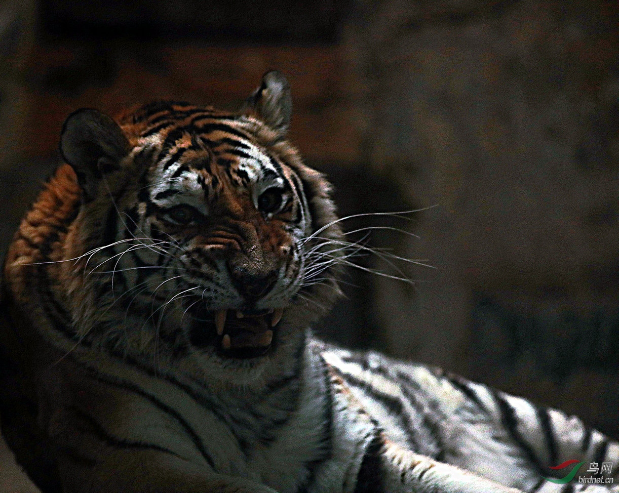 [动物] 虎