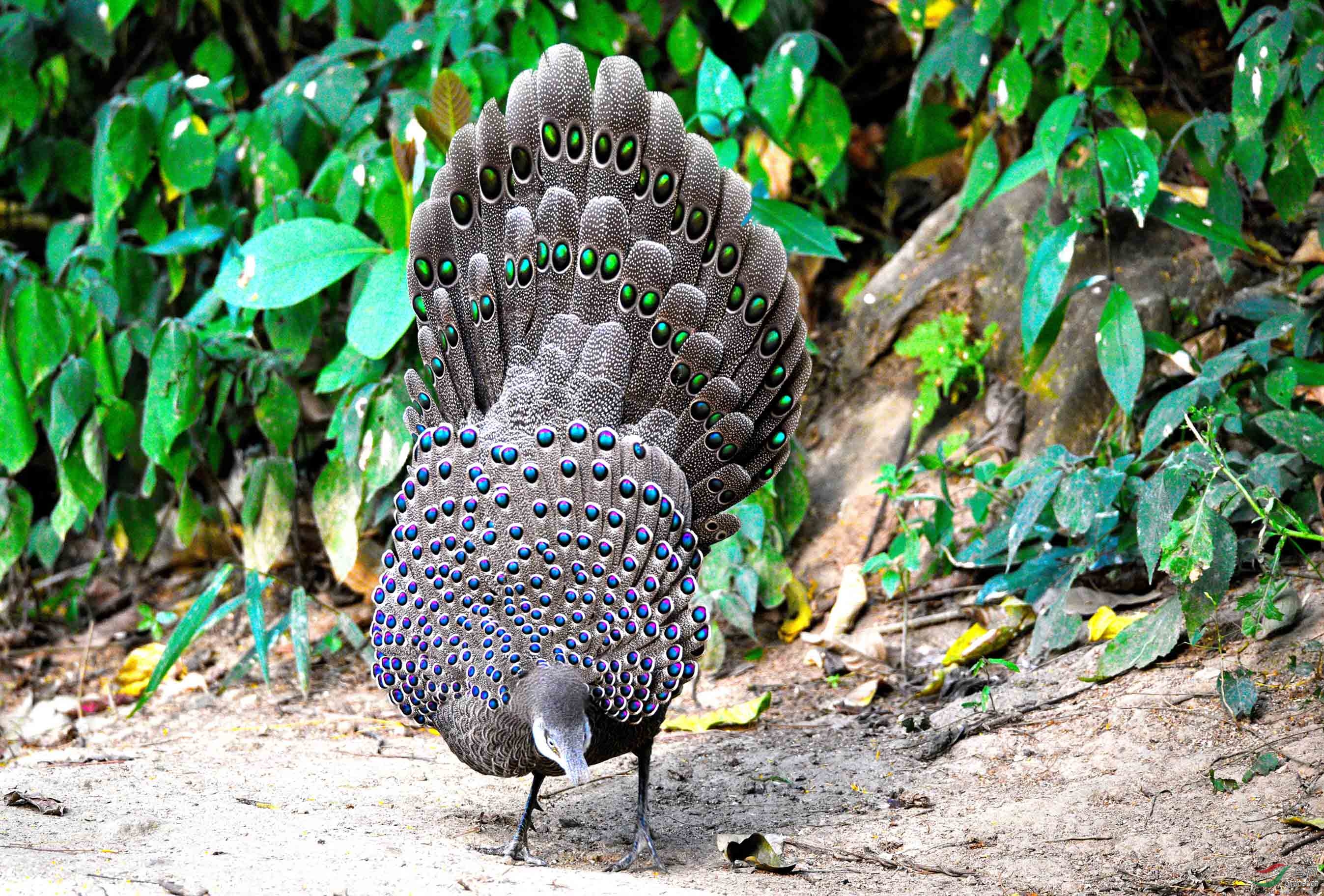 会开屏的鸡——灰孔雀雉