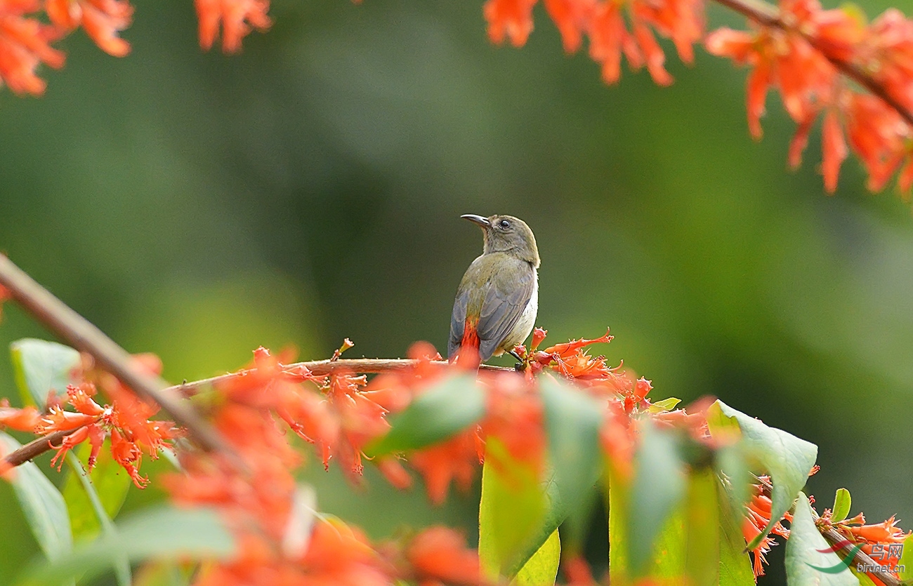特别感谢老师您来到我的空间,希望您多指出我的不足,拍好鸟片是我们
