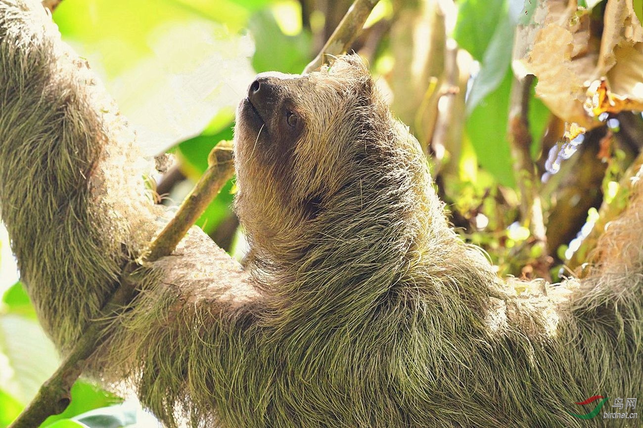 树獭慵懒可爱的树獭贺获图文精华
