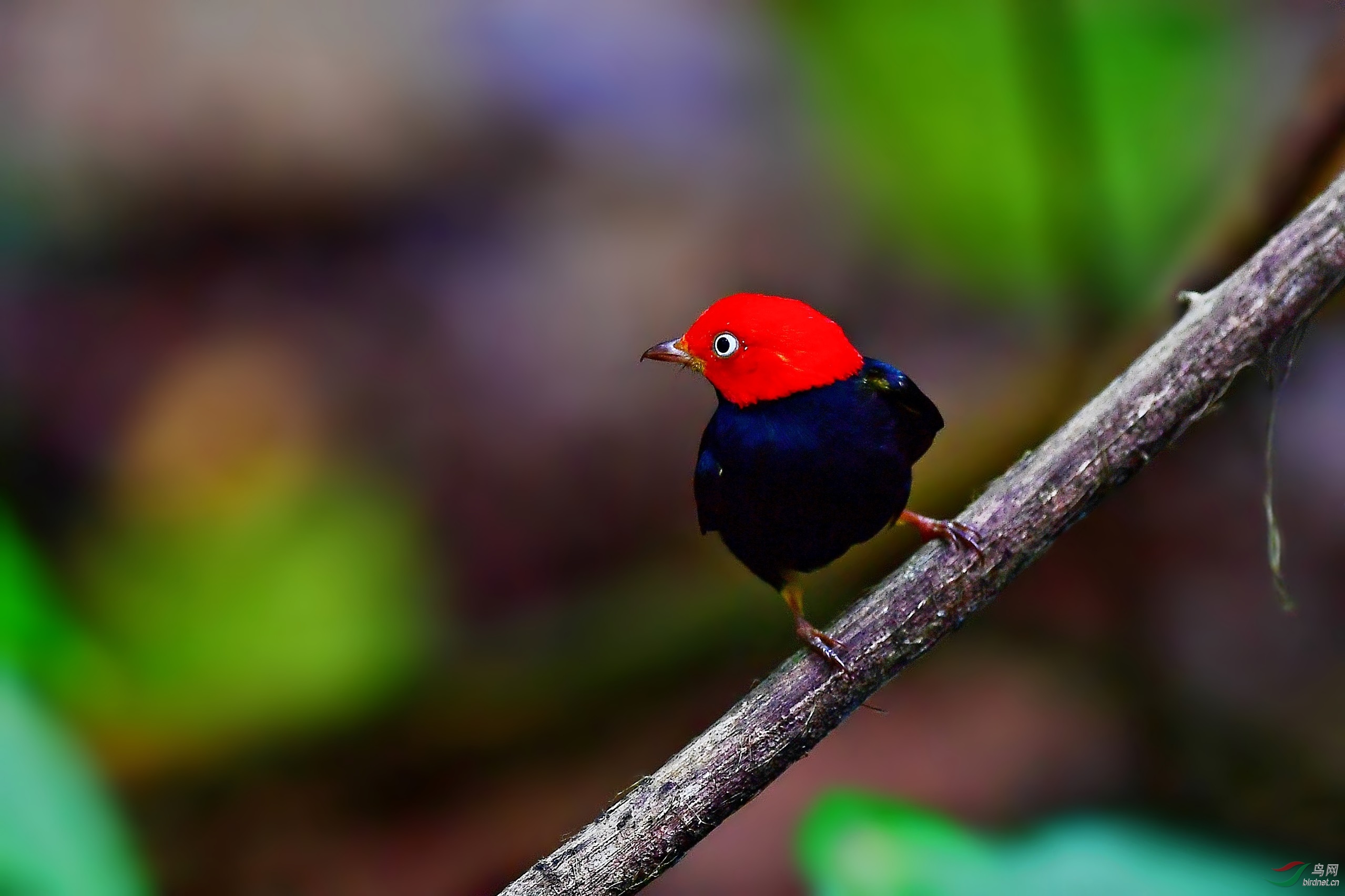 藏在密林深处的红顶娇鹟