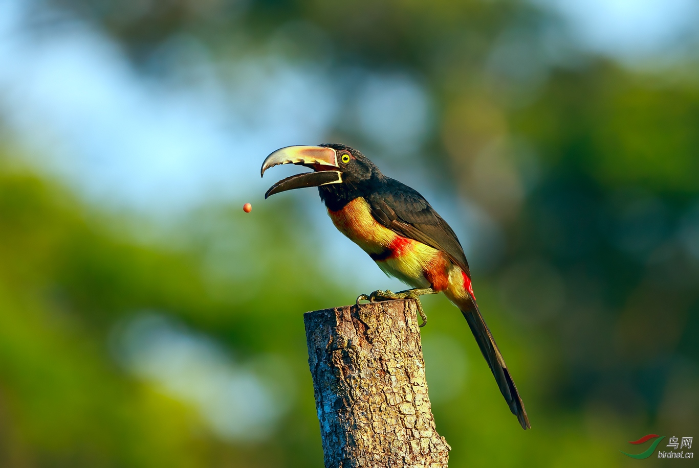 (领簇舌巨嘴鸟)忘形(祝贺首页精华!