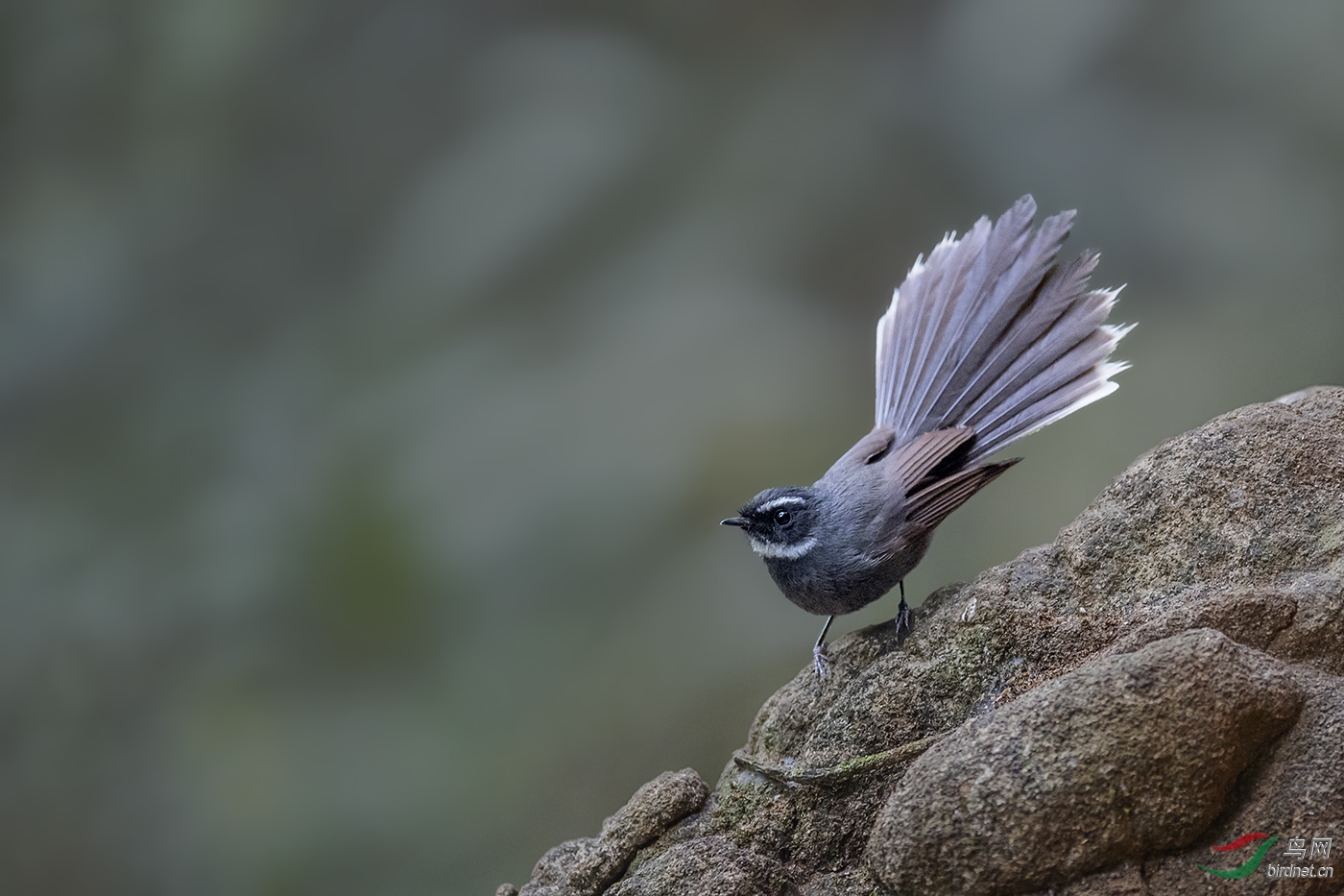 悬崖立鸟白喉扇尾鹟