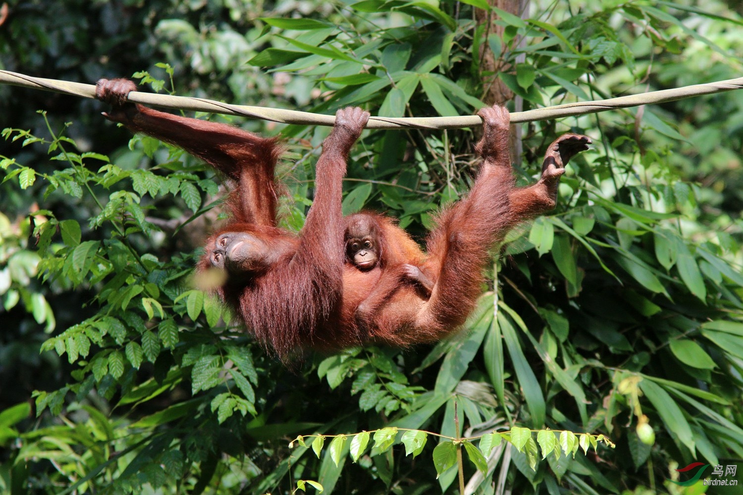 红毛大猩猩带幼儿攀援