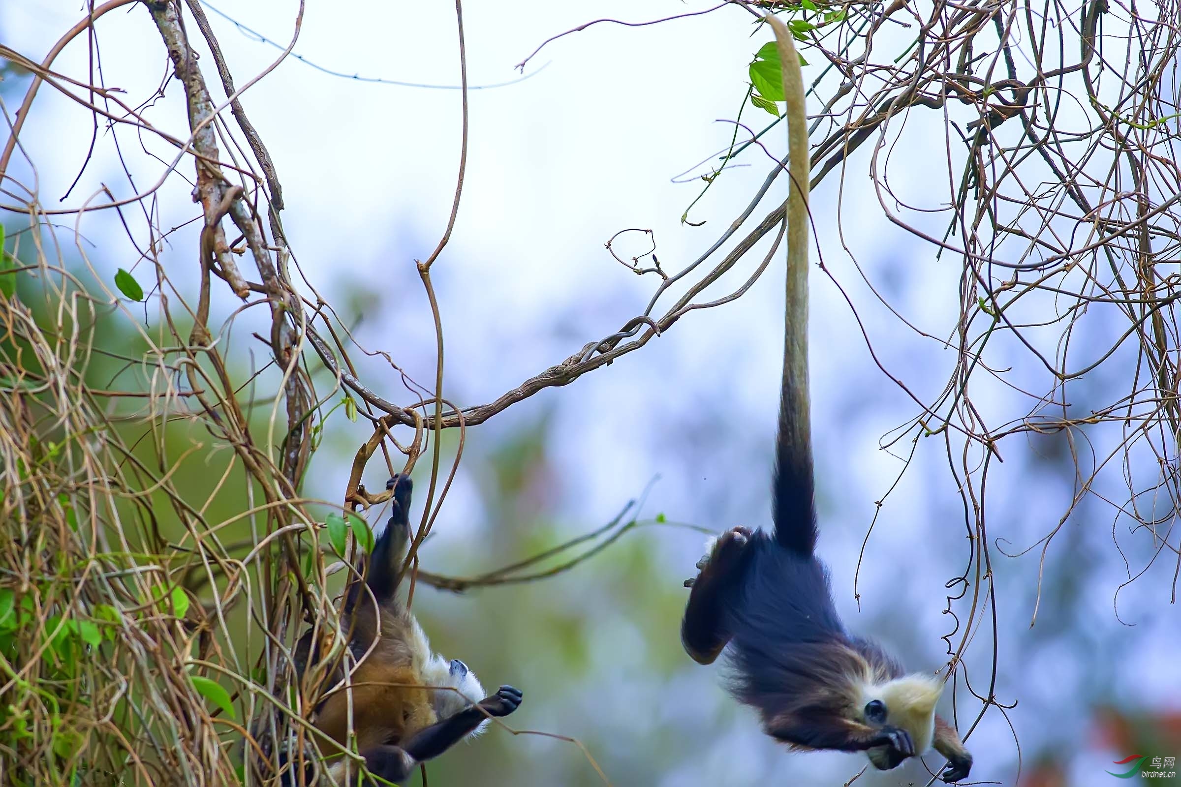 倒挂金勾[白头叶猴]