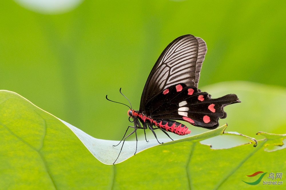 红腹凤蝶