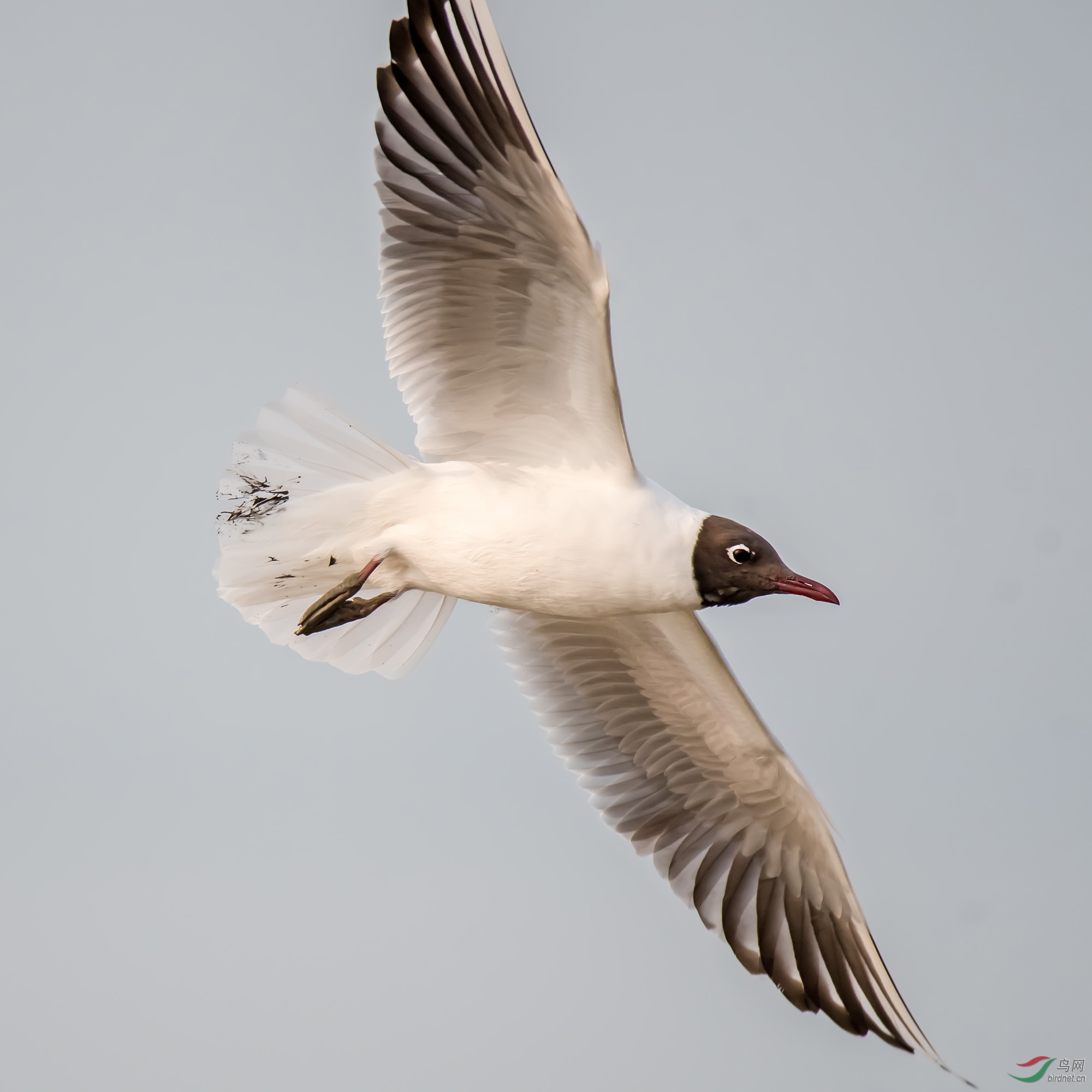 红嘴鸥在繁殖期,头部变化非常明显,变成黑色,容易让人误认为海鸥的新