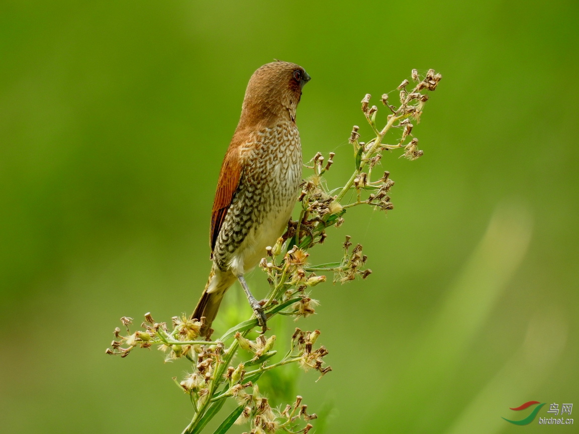DSCN7014.JPG