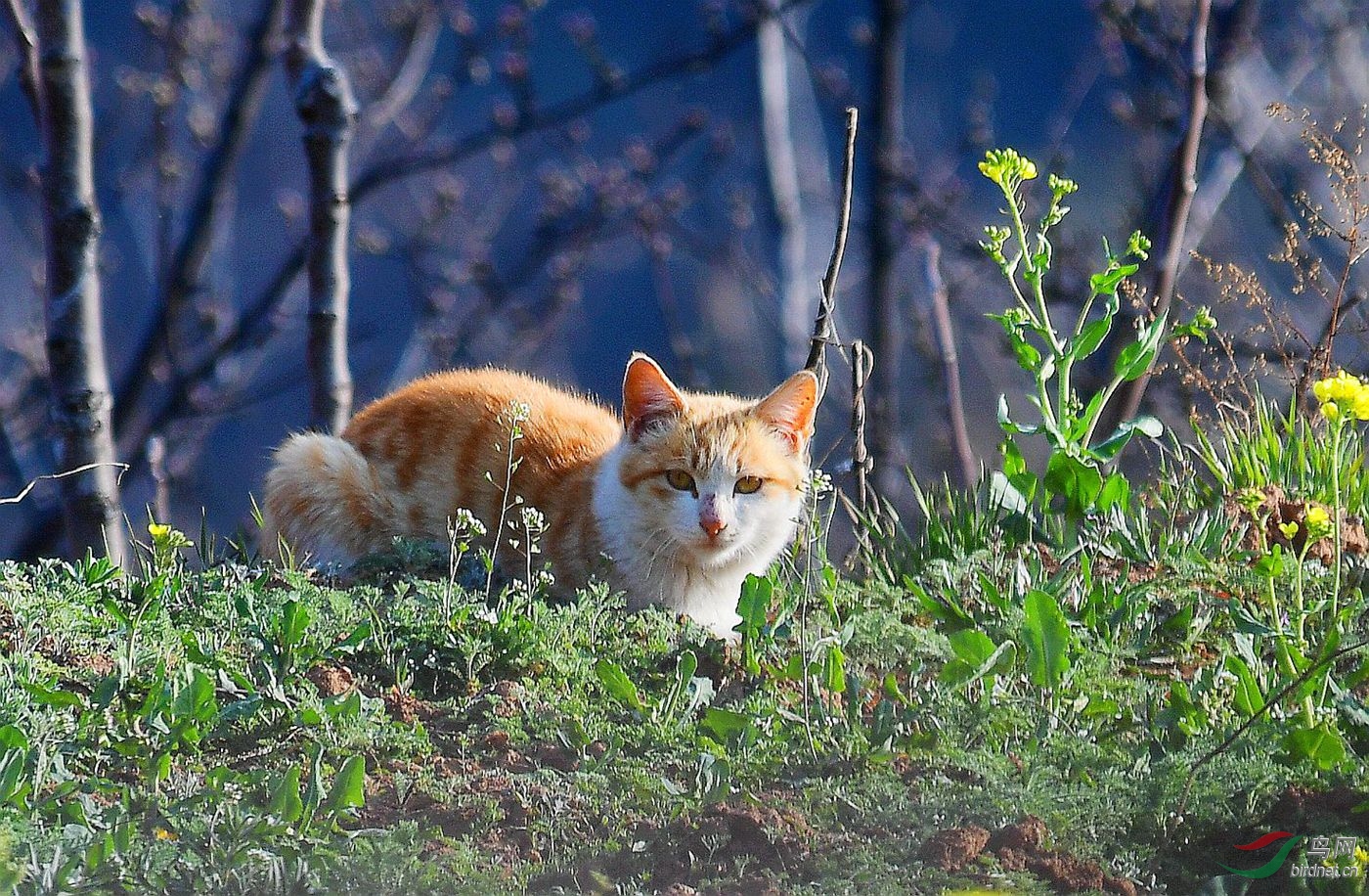 田野小猫咪