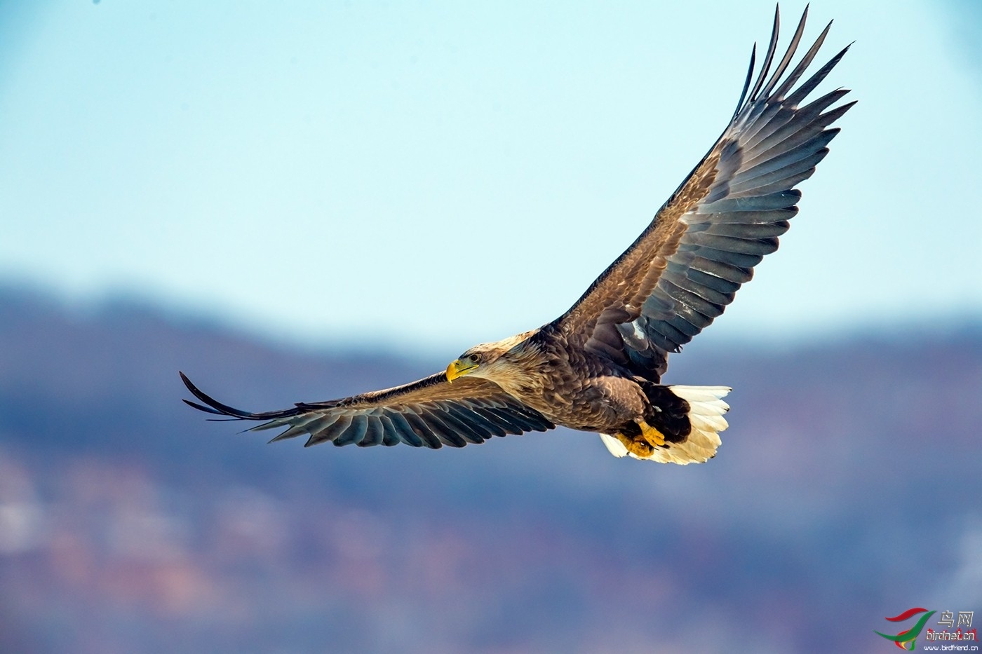 [猛禽] 大鹏展翅----白尾海雕