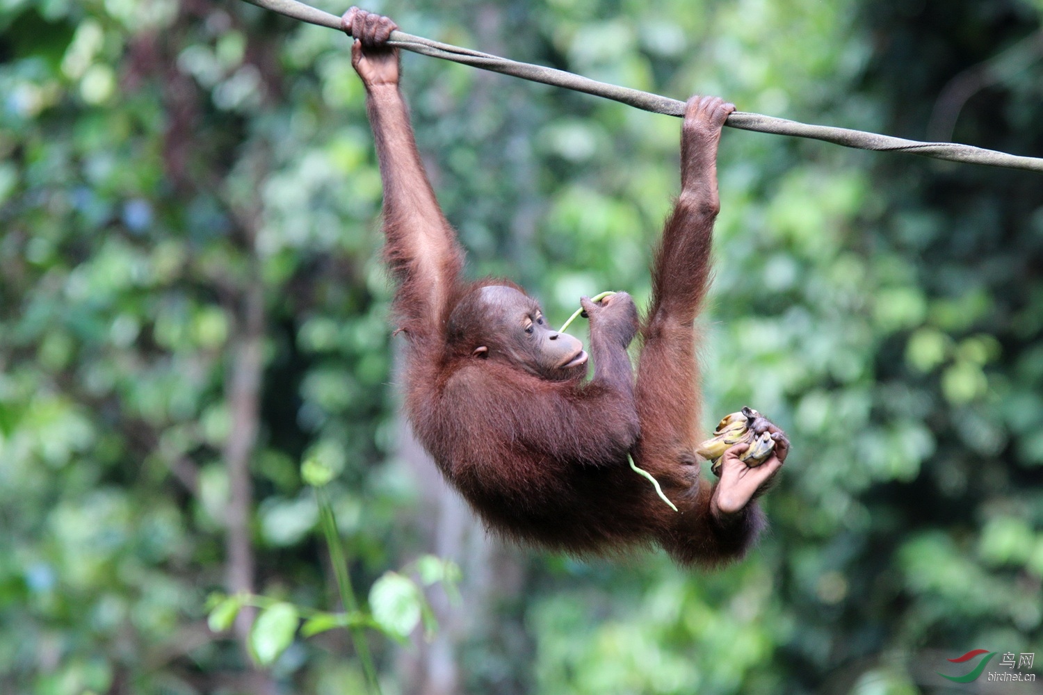 猩猩吃香蕉侧面图片