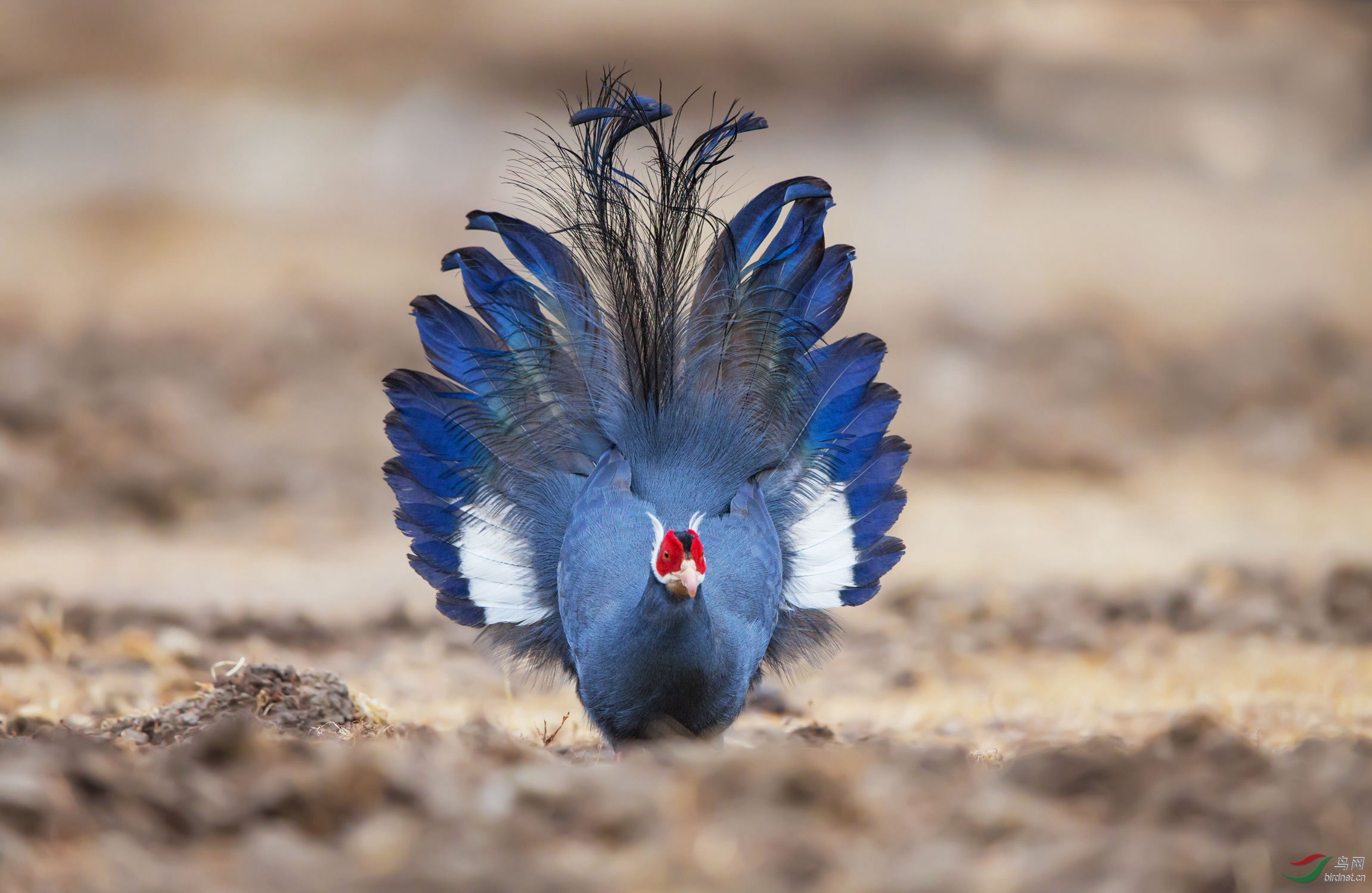 孔雀开屏蓝马鸡贺获每日鸟类精华图文精华