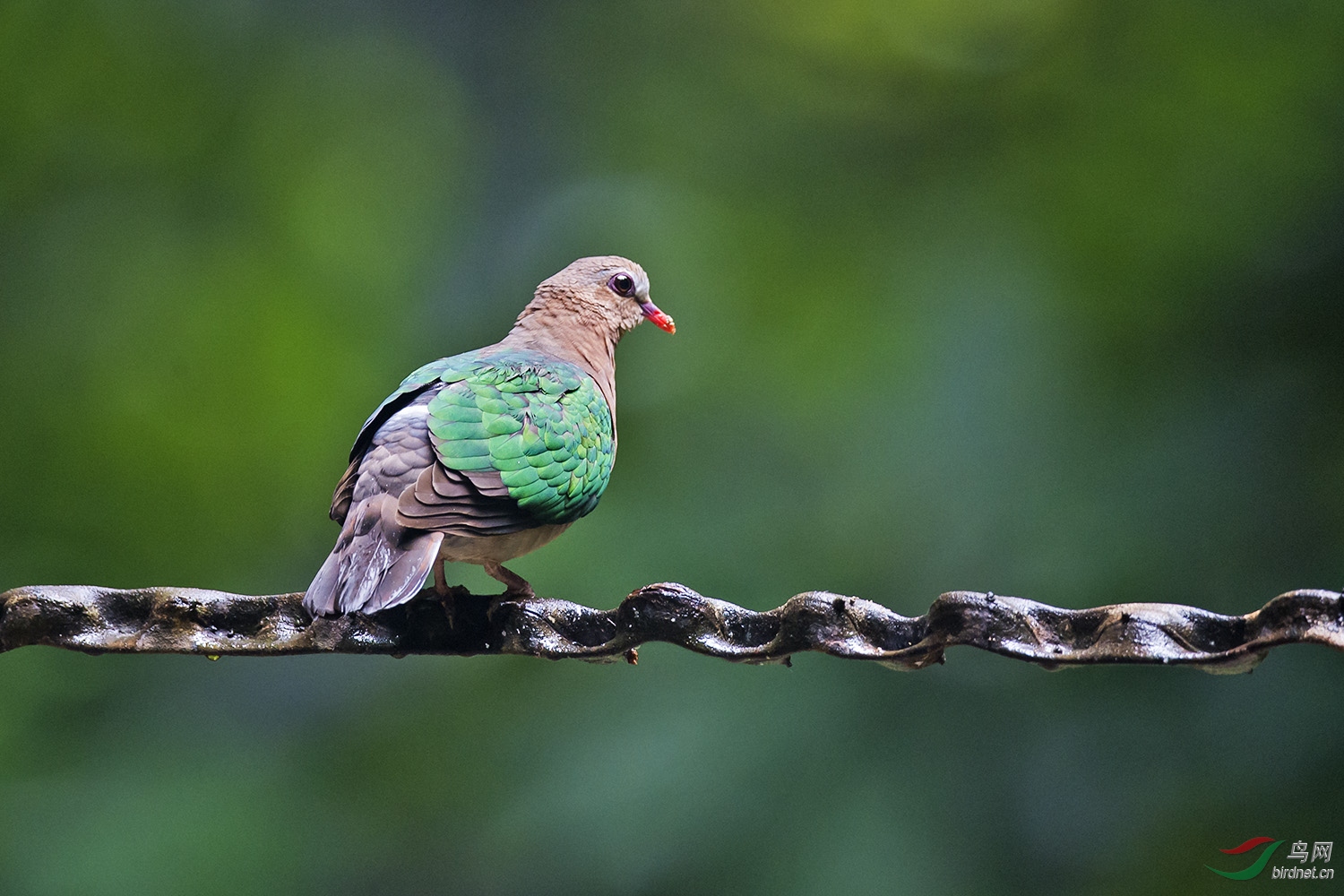绿斑鸠是几级保护动物图片